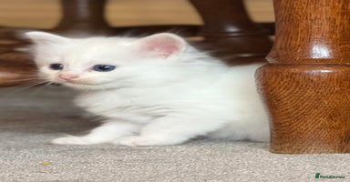 Ragdoll cats - Advert 5