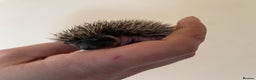 Pygmy Hedgehog rodents for sale: Stunning female hoglets for sale!  - Advert 19
