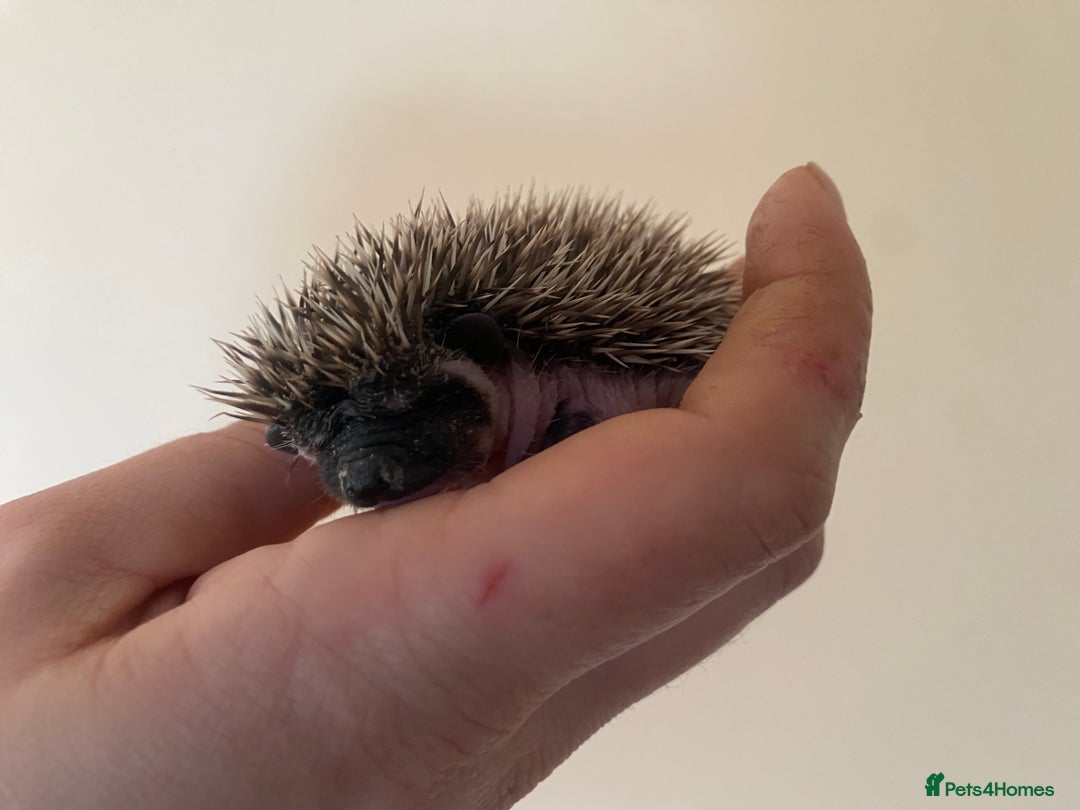Pygmy Hedgehog rodents for sale: Stunning female hoglets for sale!  - Advert 19