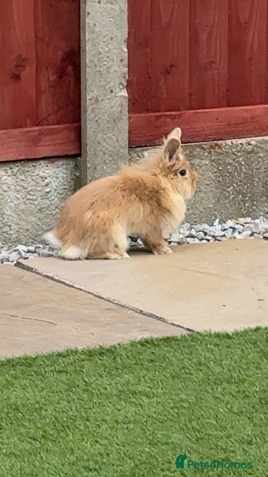 Mixed Breed rabbits 2 rabbits for sale  - Advert 1