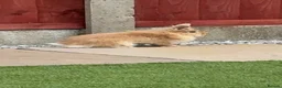 Mixed Breed rabbits for sale: 2 rabbits for sale  - Advert 1