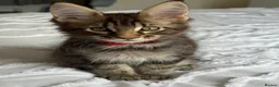 Maine Coon cats for sale: 🐾 Beautiful Maine Coon Kittens Forever Homes🐾 - Advert 6