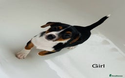 Jack Russell dogs for sale: Jack Russell Puppies for sale  - Image 5