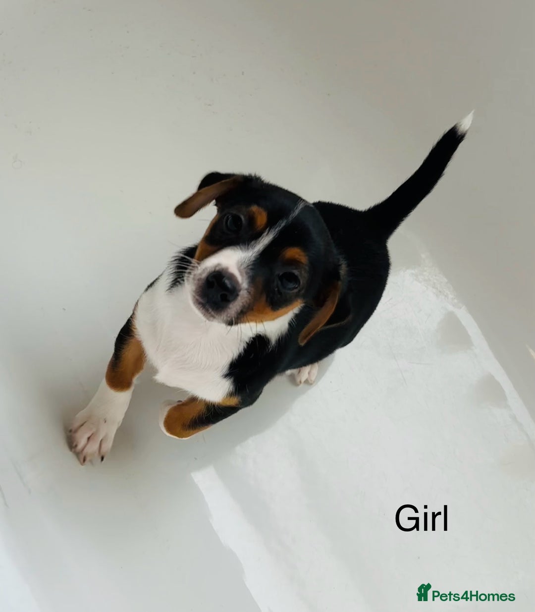Jack Russell dogs for sale: Jack Russell Puppies for sale  - Image 5