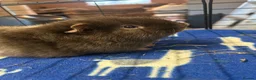 Guinea Pig rodents for sale: 2 Male Guinea pigs with or without cage in Solihull - Advert 3