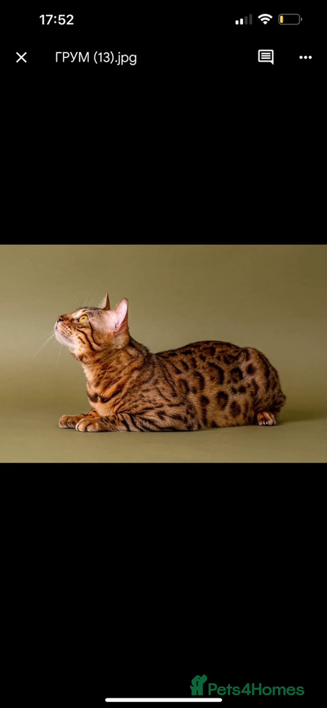 Bengal cats for stud: Stud cat Tica actives 5 generations pedigree  in Barnsley - Advert 26