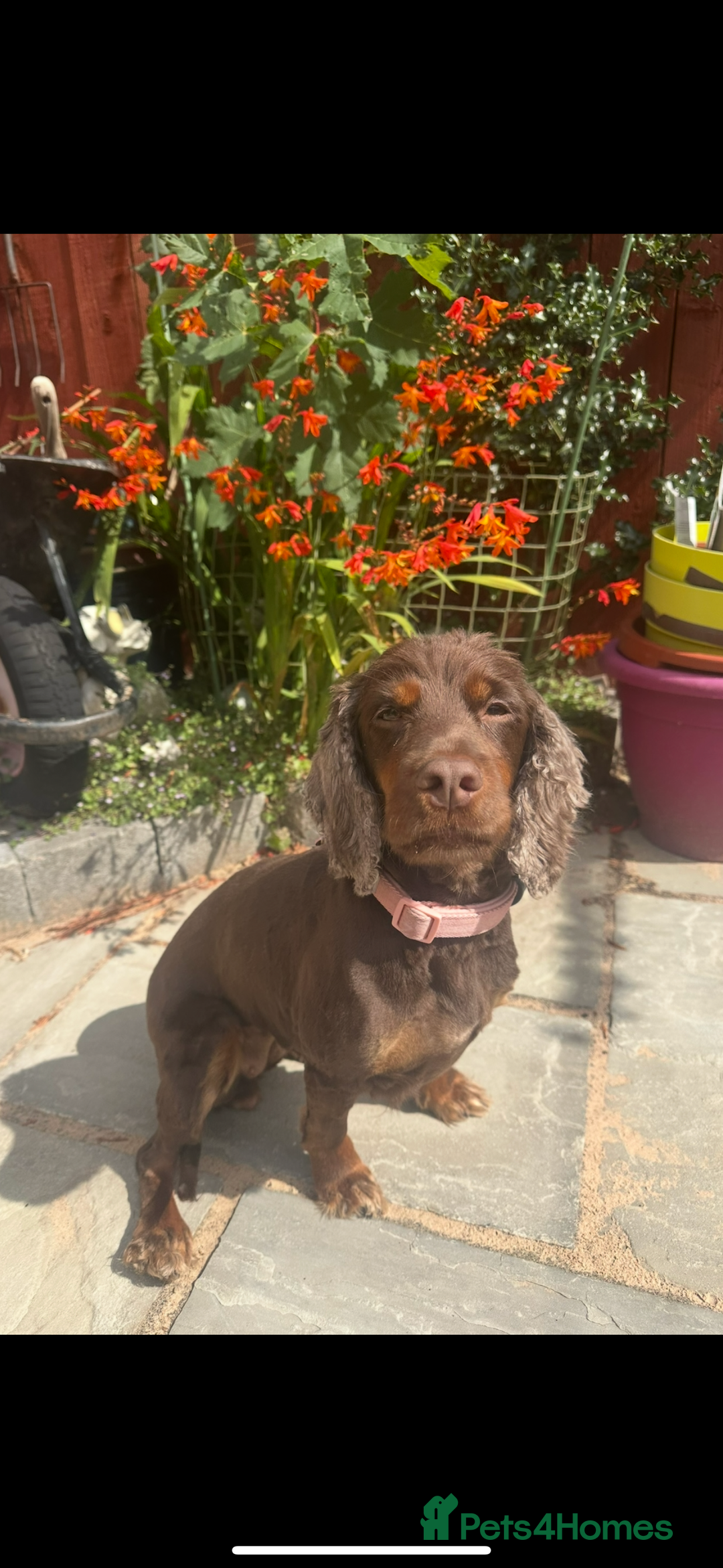 Cocker Spaniel dogs for stud: Working cocker spaniel (tan and brown)  - Image 4