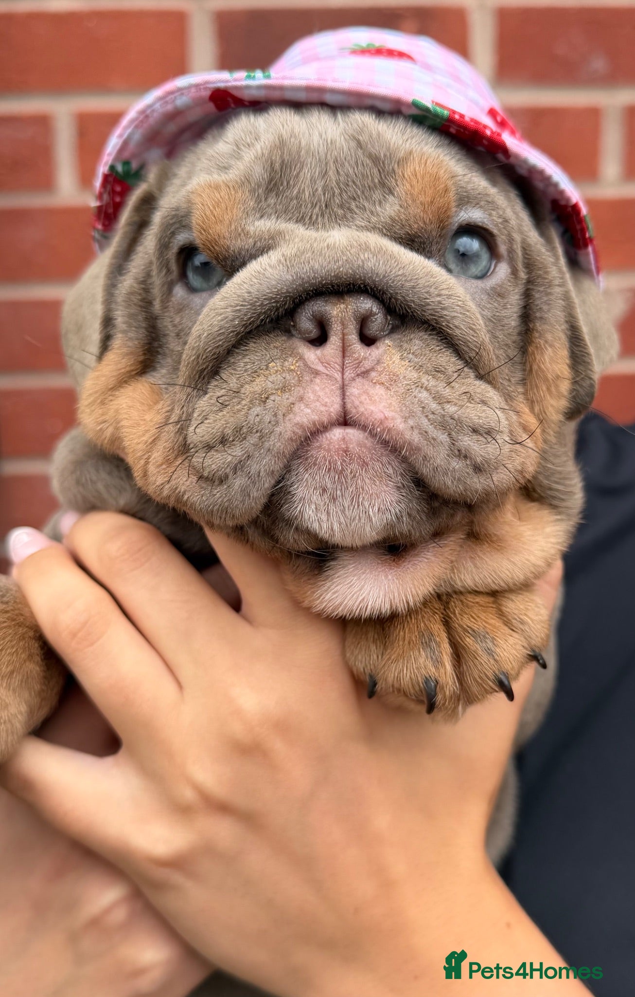 English Bulldog dogs 🐶Gorgeous KC English Bulldog Puppies🐶 - Advert 1