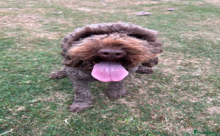 Cockapoo dogs - Advert 1