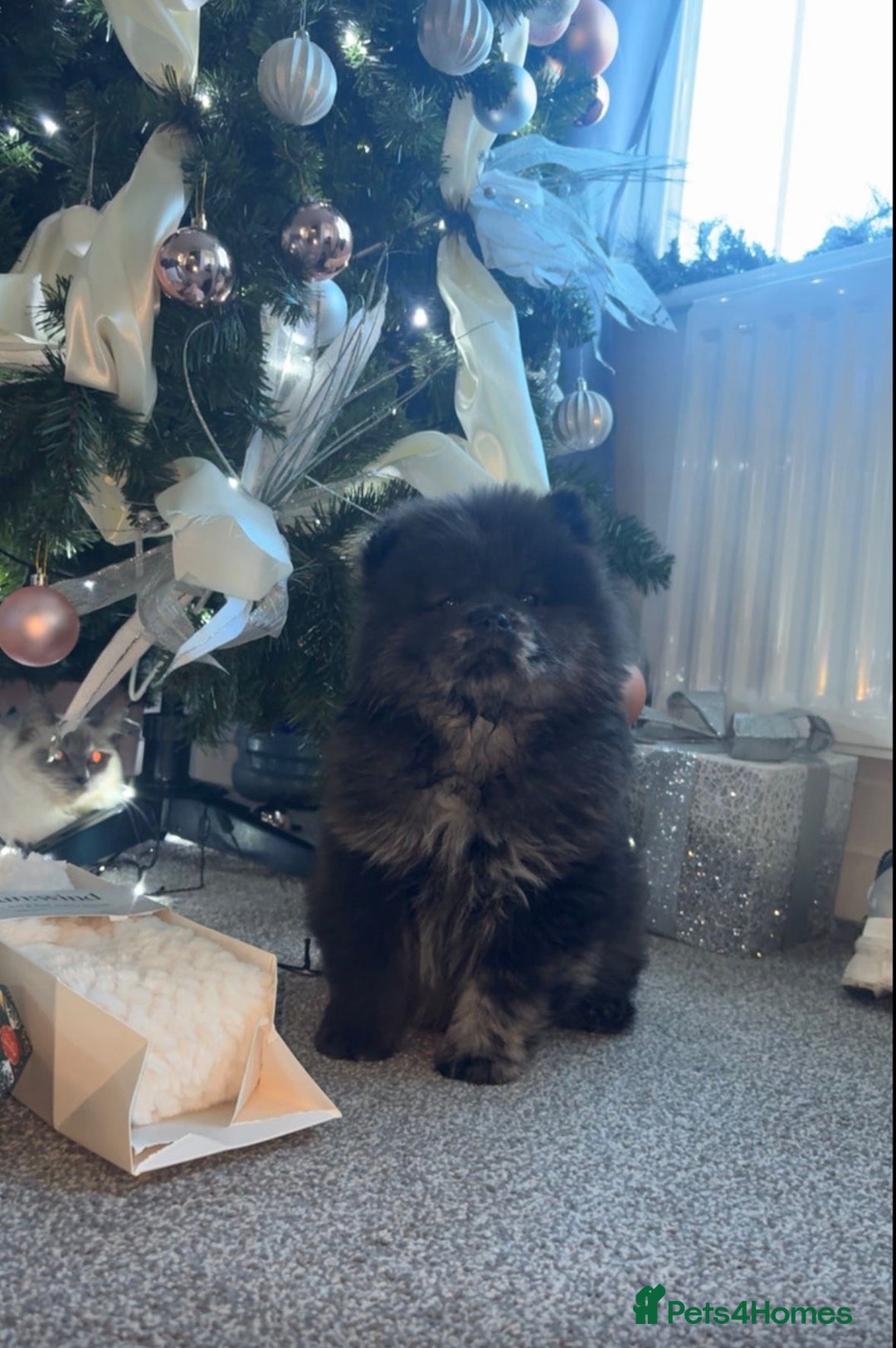 Chow Chow dogs for sale: Male chow chow  - Advert 1