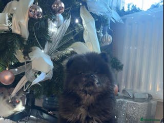 Chow Chow dogs Male chow chow - Advert 1