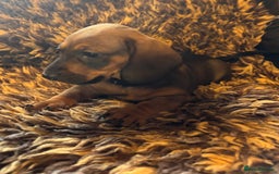 Miniature Dachshund dogs for sale: Beautiful stable dachshund girl pup - Image 7