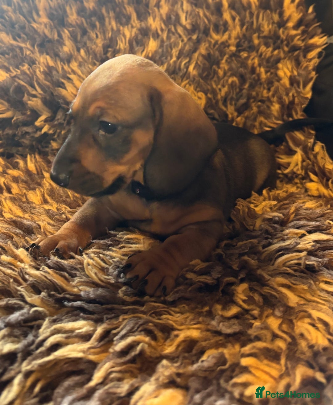 Miniature Dachshund dogs for sale: Beautiful stable dachshund girl pup - Image 7