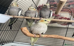 Cockatiels birds for sale: Shippos Cockatiels’s Doncaster  - Image 2