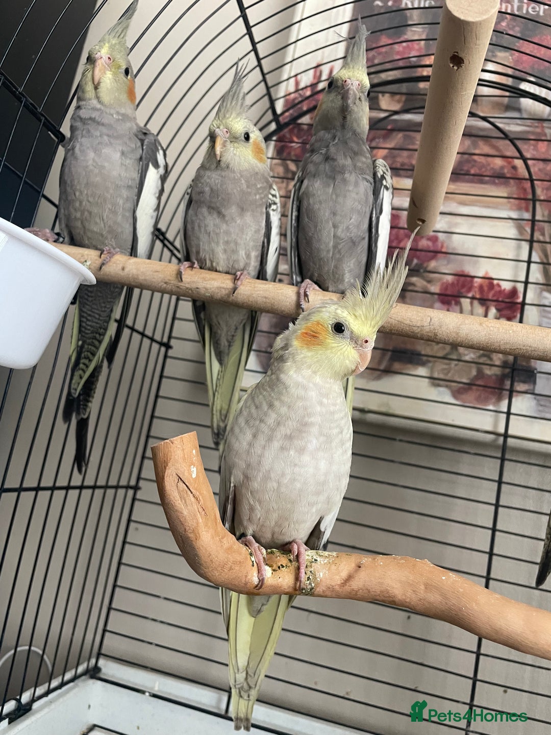 Cockatiels birds for sale: Shippos Cockatiels’s Doncaster  - Image 2