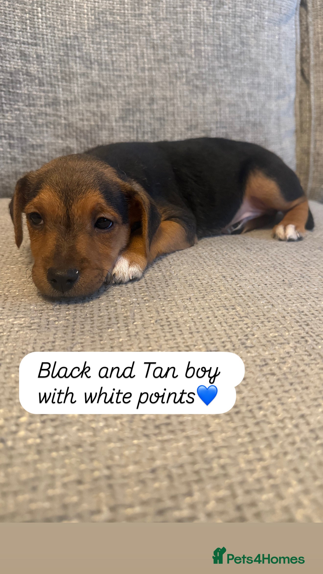 Jack Russell dogs 5 Jack Russell puppies - Advert 4