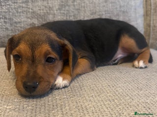 Jack Russell dogs 5 Jack Russell puppies - Advert 1