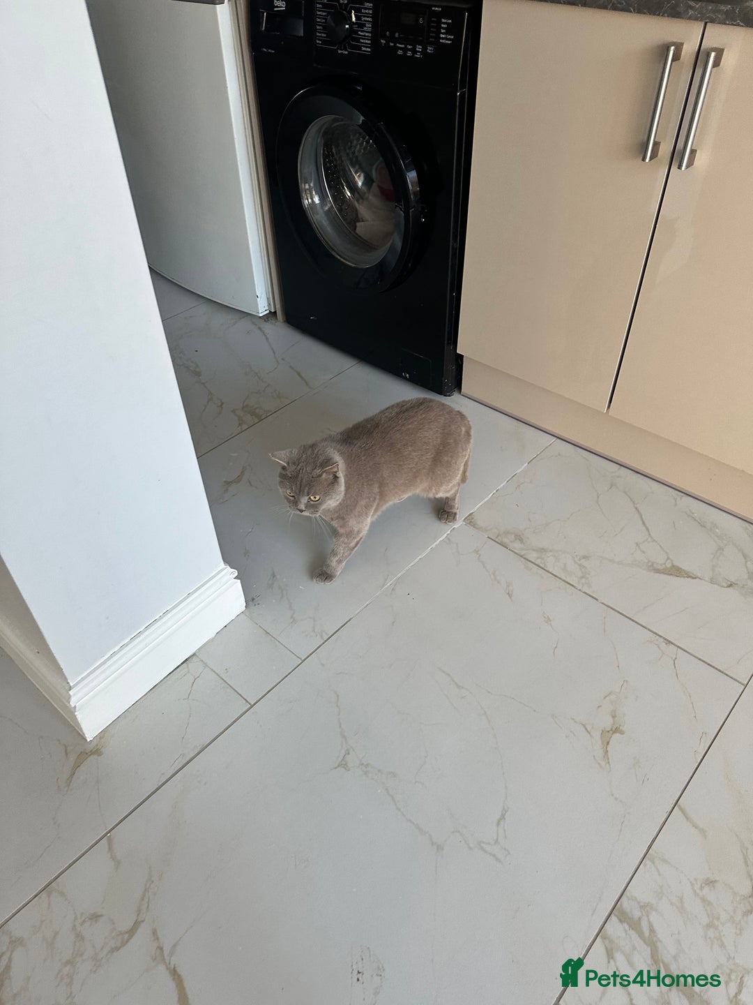 British Shorthair cats for sale: 3 year old british short hair, male - Advert 5