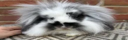 Mini Lop rabbits for sale: 2 Beautiful single mane boys  - Advert 6