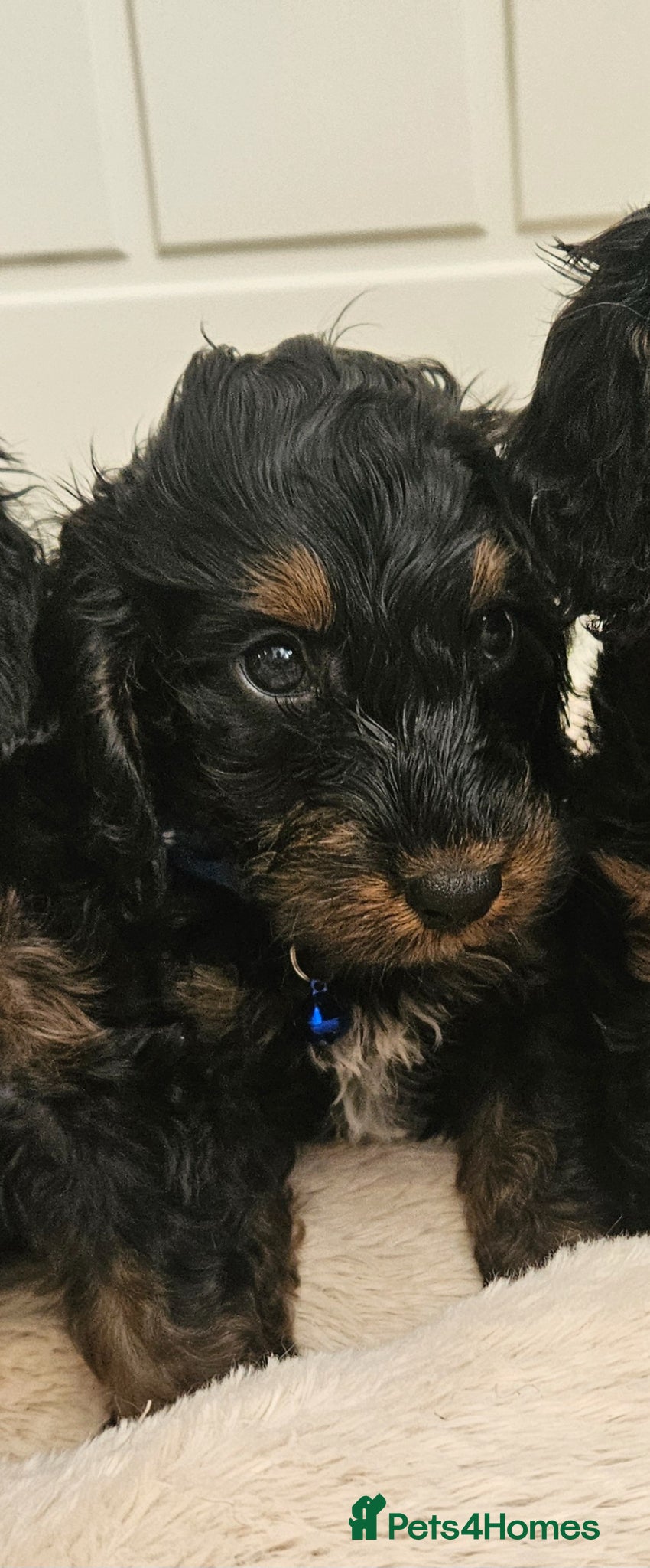 Cockapoo dogs licensed breeder, ready for their forever homes!  - Advert 2