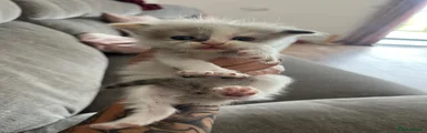 Mixed Breed Kitten 5