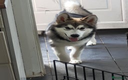 Alaskan Malamute dogs for sale: Gorgeous male Alaskan malamute male puppy - Image 2