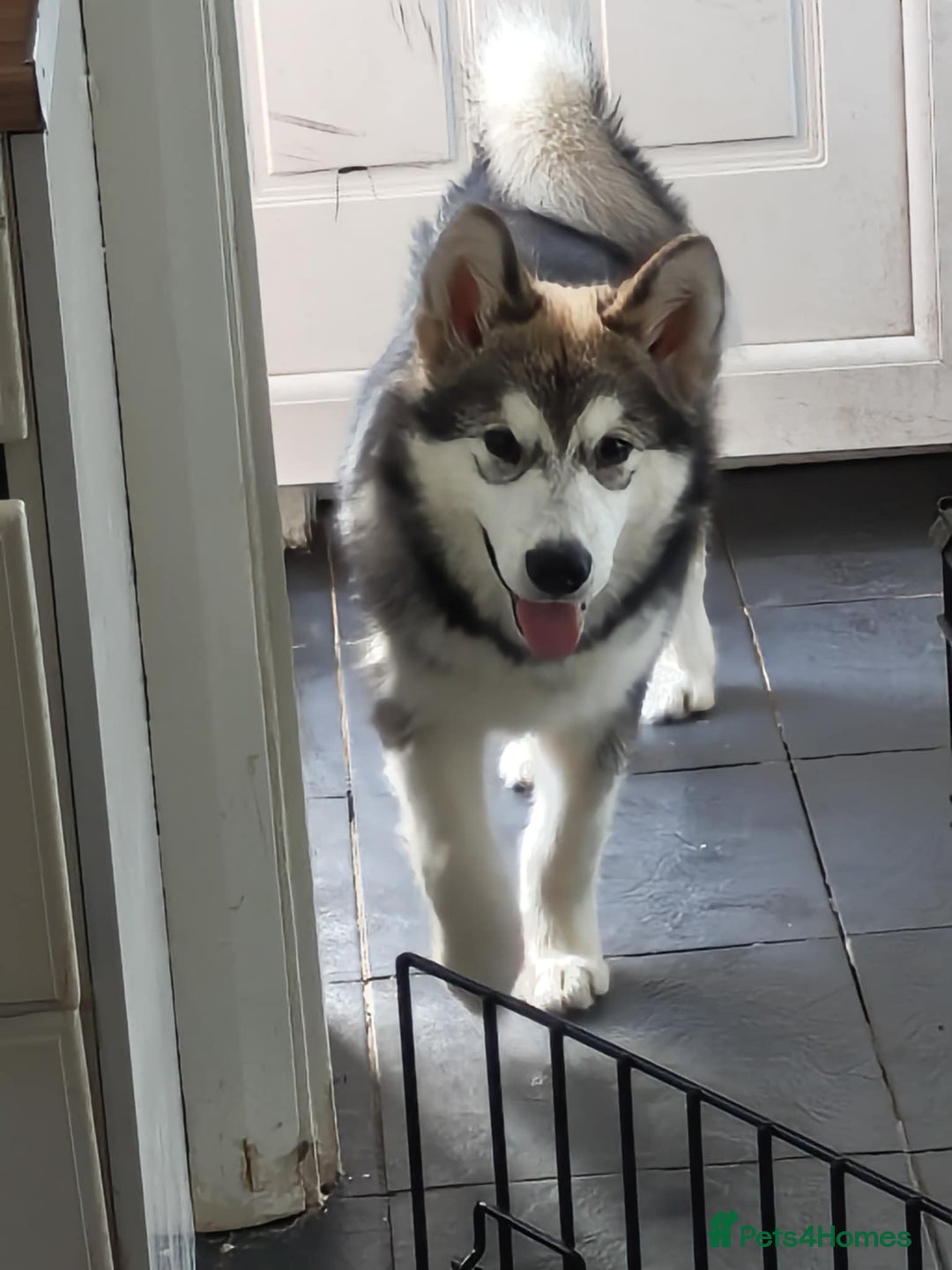 Alaskan Malamute dogs for sale: Gorgeous male Alaskan malamute male puppy - Image 2