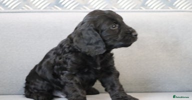 Cockapoo dogs F1 Cockapoo puppies for sale - Advert 8