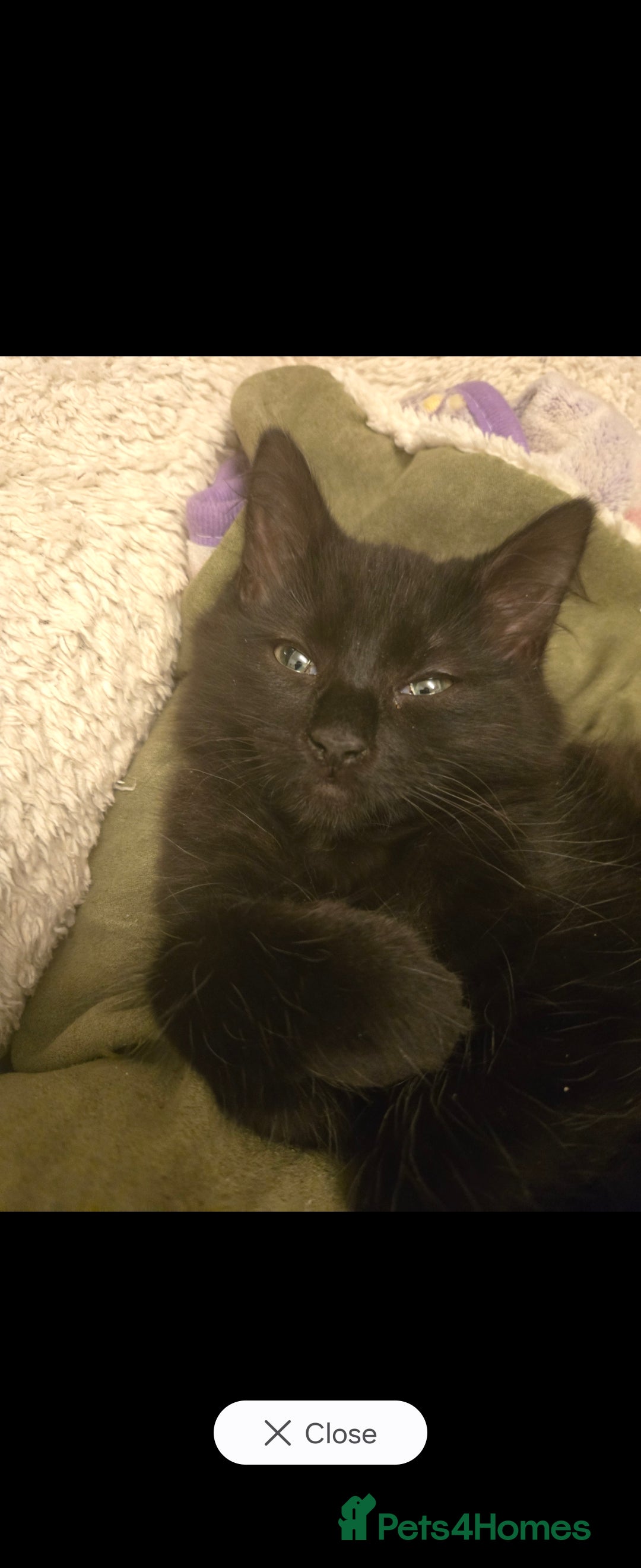 Mixed Breed cats for sale: Mixed black female kittens  - Image 4