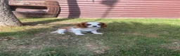 Cavalier King Charles Spaniel dogs for sale: Blenheim Cavalier King Charles Spaniels - Advert 3