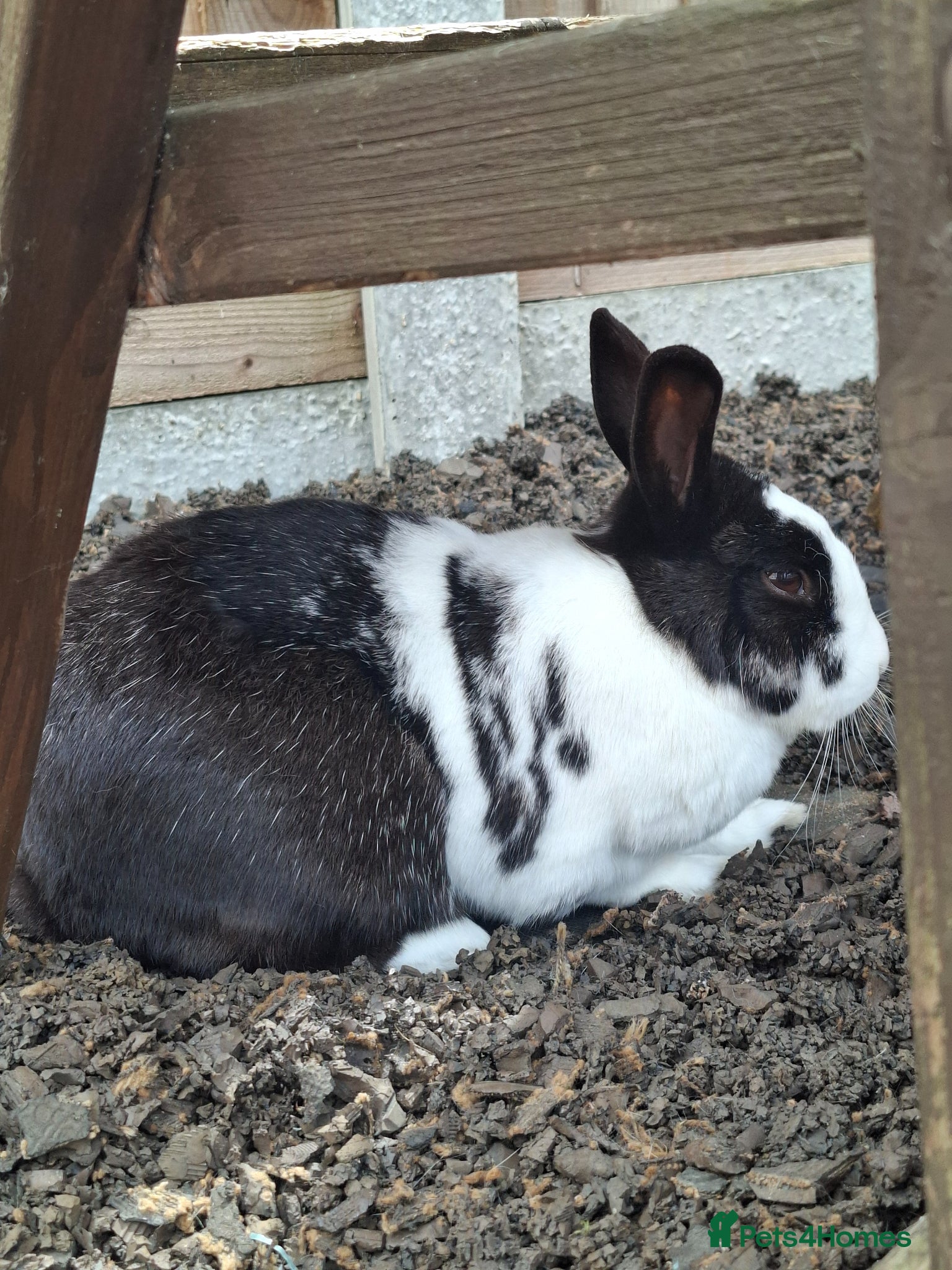 Netherland Dwarf rabbits for sale: Klompje (M) & Sapheiri (F) bonded couple. 7-8yrs in Bury Saint Edmunds - Advert 4