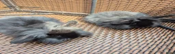 Mini Lop rabbits for sale: LAST 2! COLLECT TODAY! Baby Mini Lop Bunnies - Advert 3