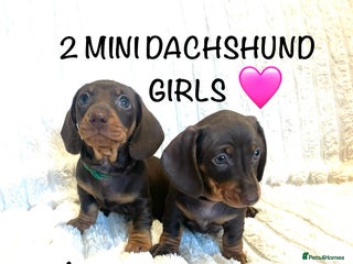 Miniature Dachshund dogs 2 GORGEOUS MINI DACHSHUND GIRLS! - Advert 5