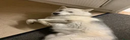 Shepsky dogs for sale: Beautiful fluffy puppies - Advert 6