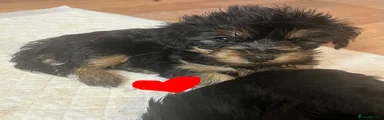 Mixed Breed 3