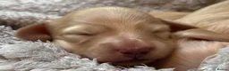 Miniature Dachshund dogs for sale: KC Longhaired Cream Miniature Dachshund Puppies - Advert 17