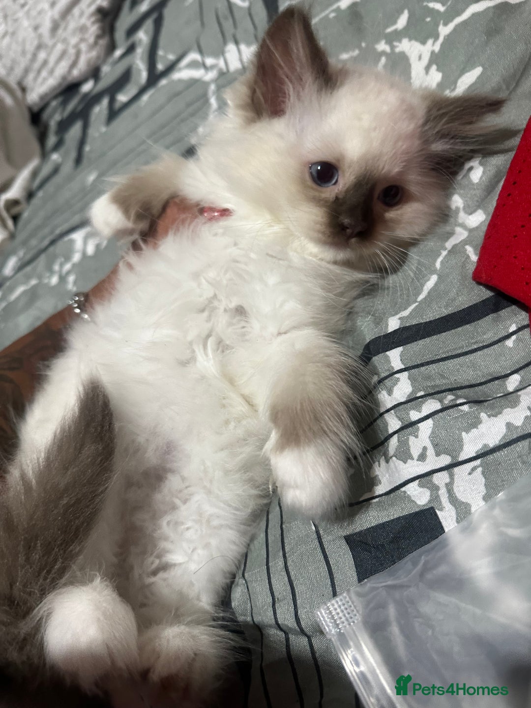 Ragdoll cats for sale: 1 beautiful blue eyed fluffy ragdoll left  - Image 17