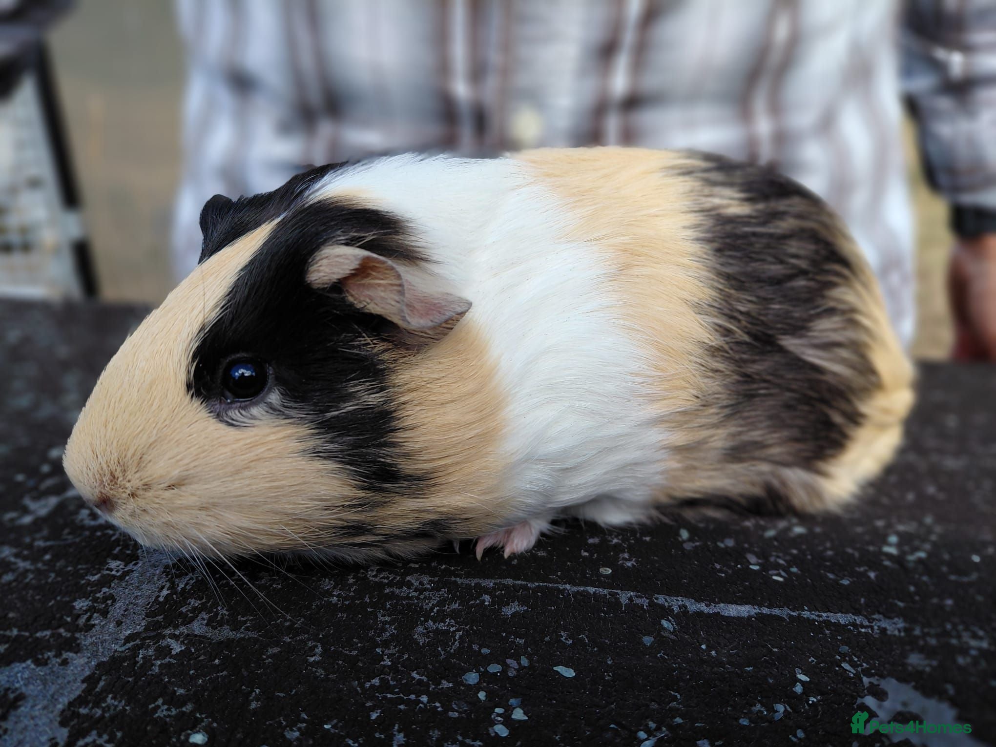 Guinea Pig rodents Pretty female guinea pigs for sale  - Advert 1