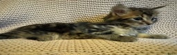Maine Coon cats for sale: Maine Coon Bengal Cross - Advert 9