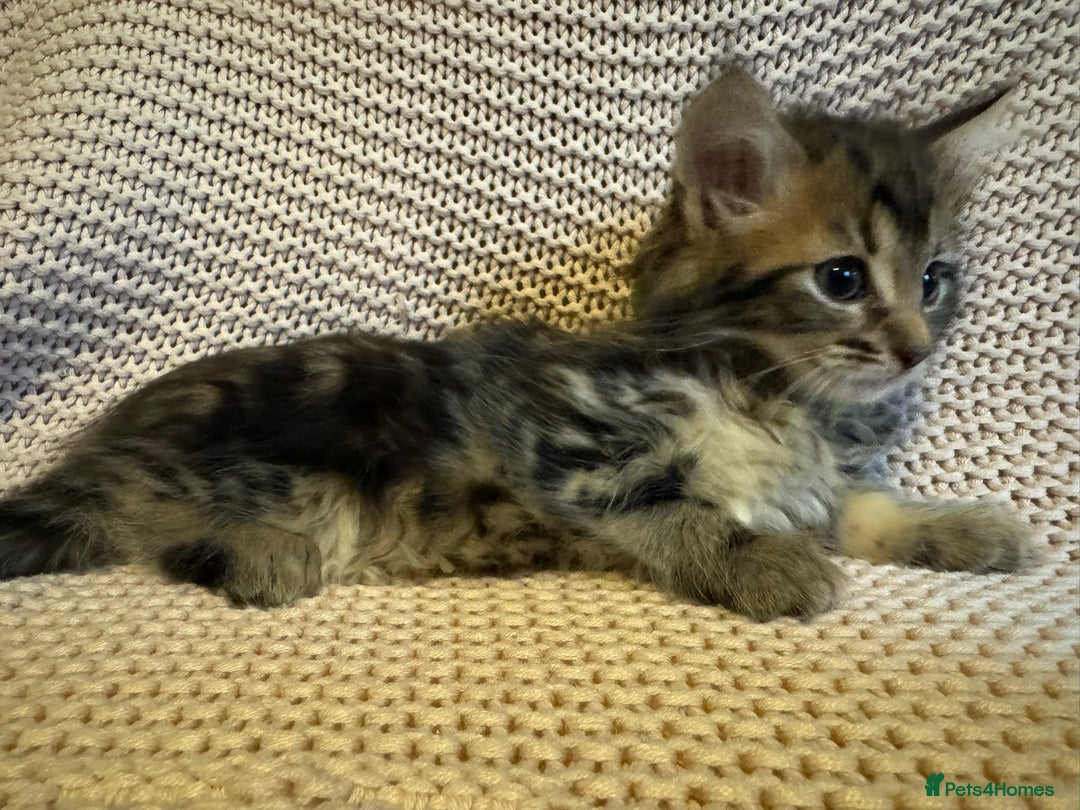 Maine Coon cats for sale: Maine Coon Bengal Cross - Advert 9