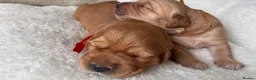 Golden Retriever dogs for sale: KC Golden Retrievers - Health Tested & Home Raised in Trowbridge - Advert 18