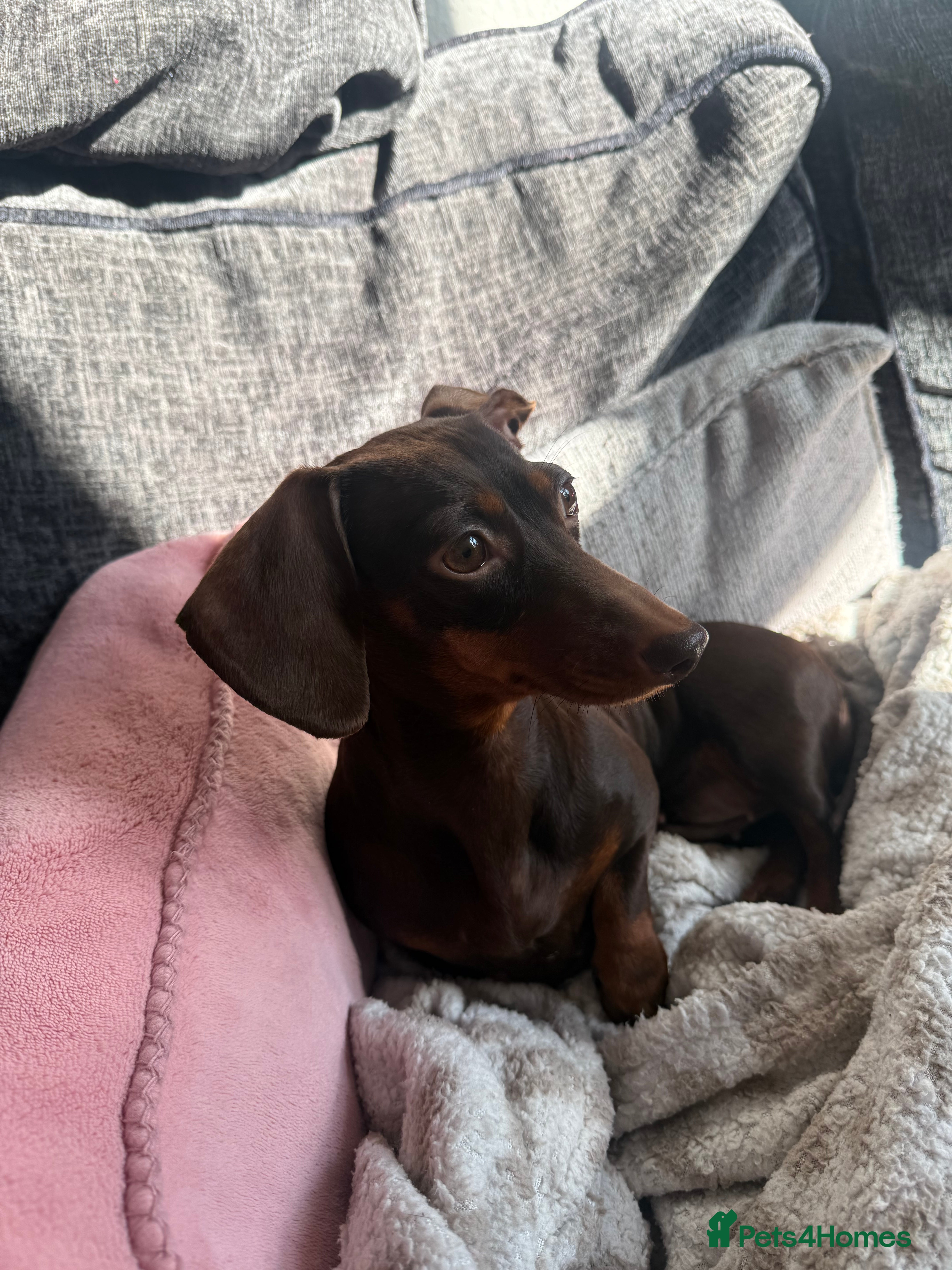 Miniature Dachshund dogs Miniature dachshund  in Purley - Advert 2