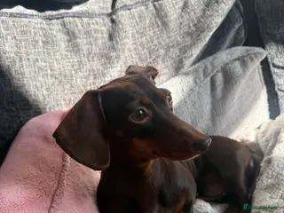 Miniature Dachshund dogs Miniature dachshund in Purley - Advert 2