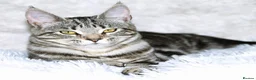 Maine Coon cats for sale: Maine coon X Cat - Advert 4