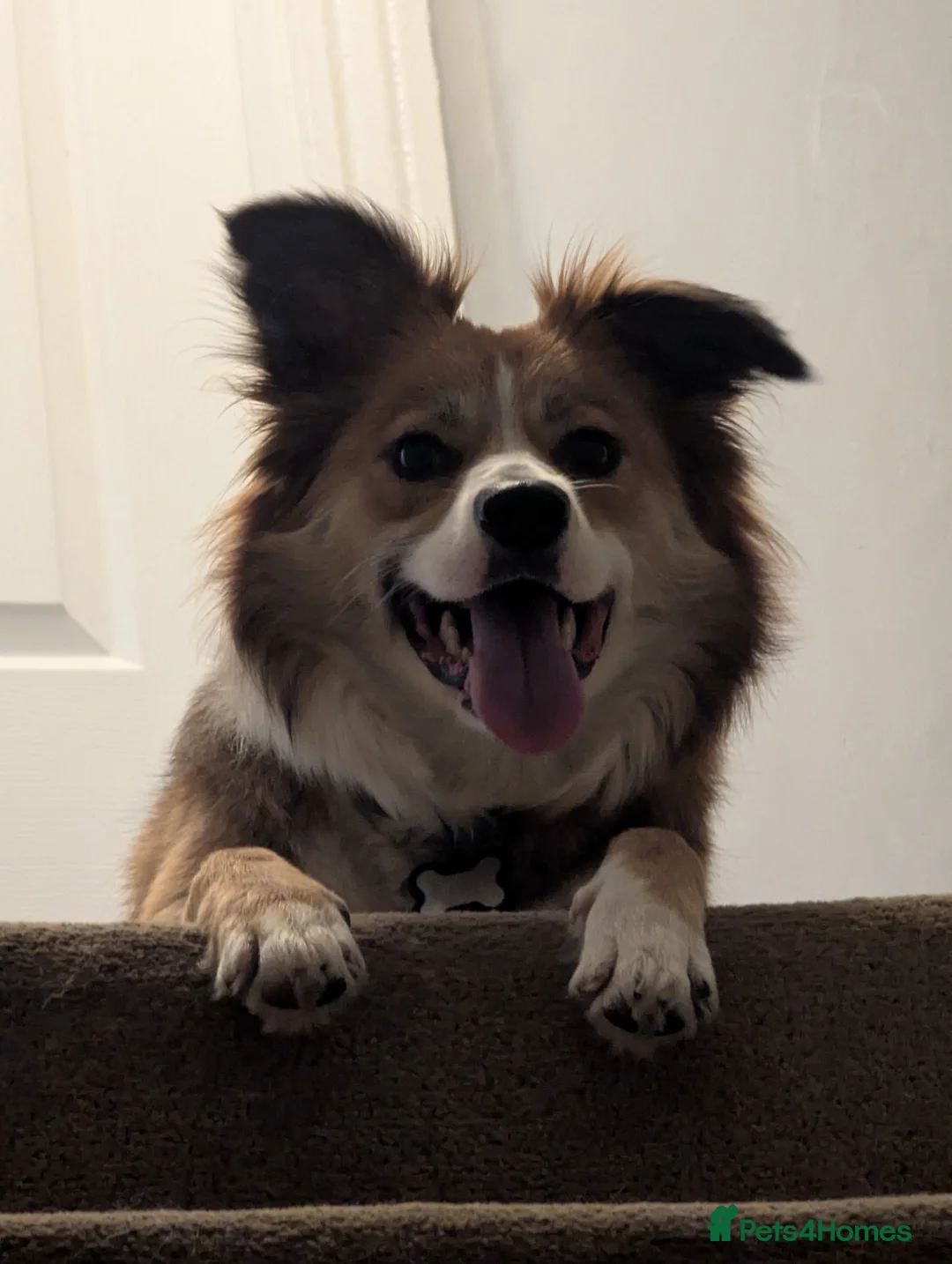 Border Collie dogs for sale: Èowyn - Advert 4