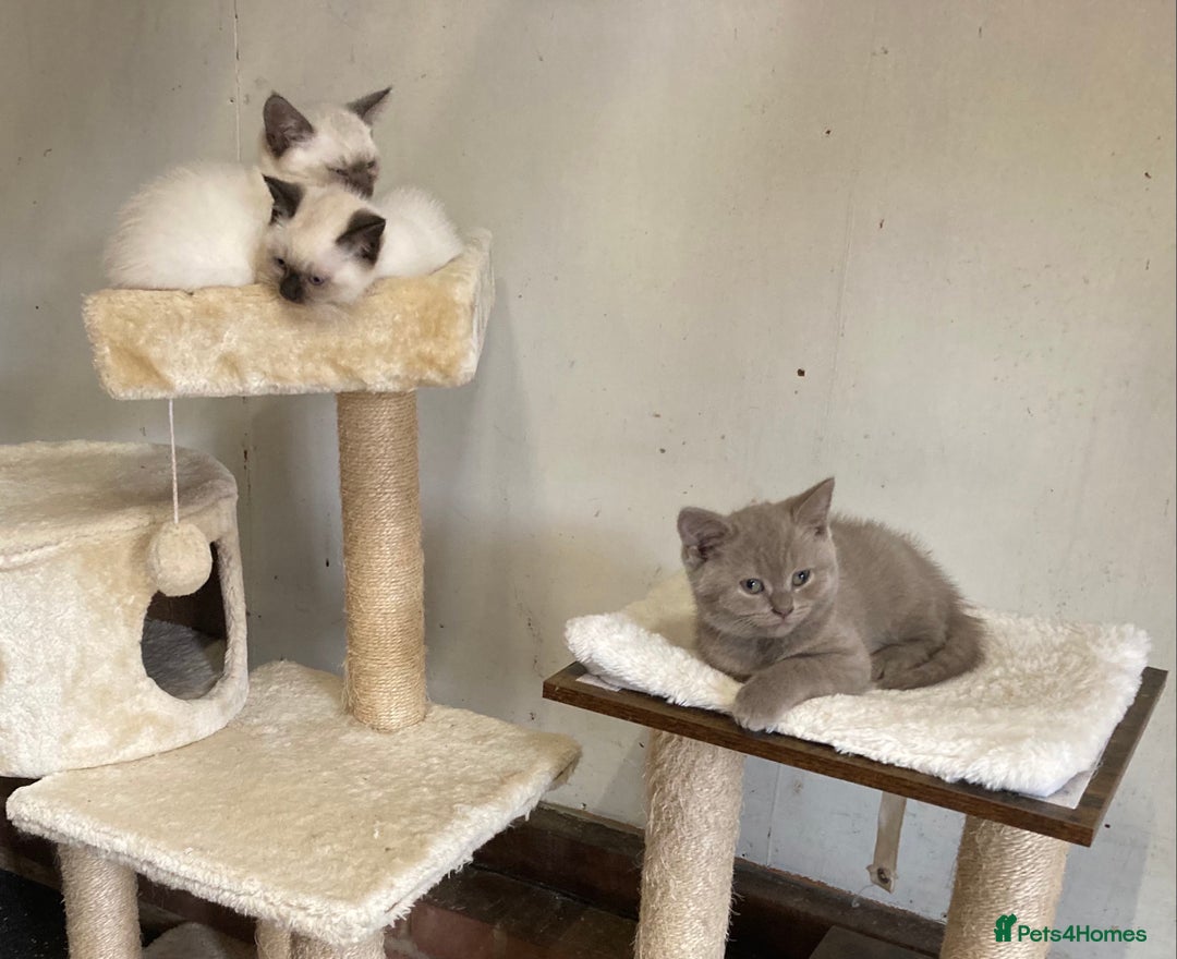 British Shorthair cats for sale: Healthy, happy kittens - Image 4