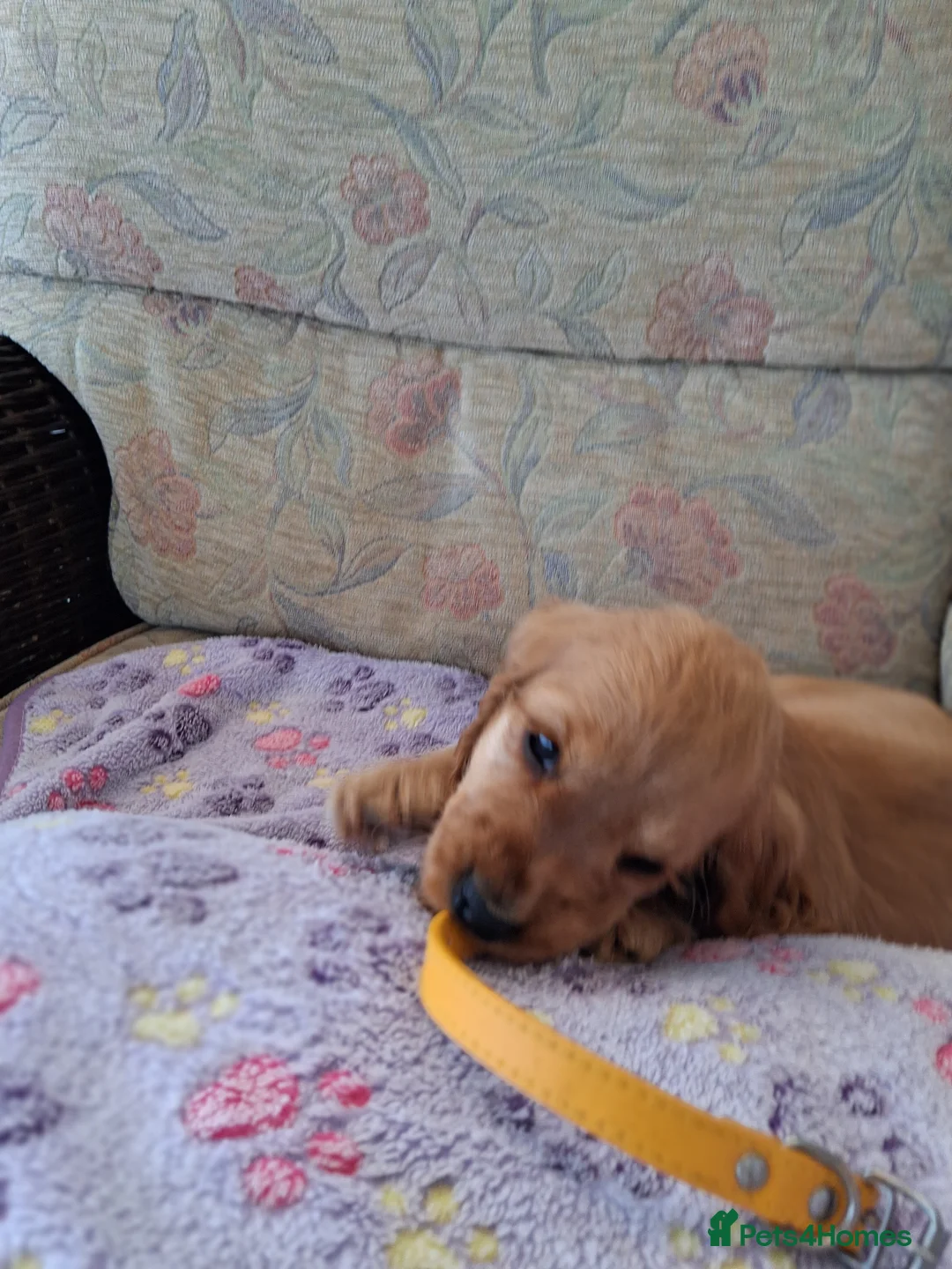 Cocker Spaniel dogs for sale: Stunning golden show type cocker spaniels - Advert 2