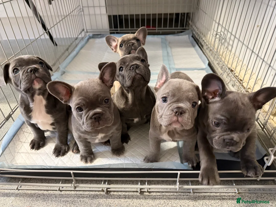 French Bulldog dogs for sale: FrenchBulldog Puppies  - Advert 17