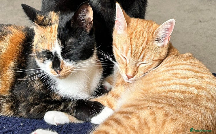 Domestic Shorthair cats - Advert 5