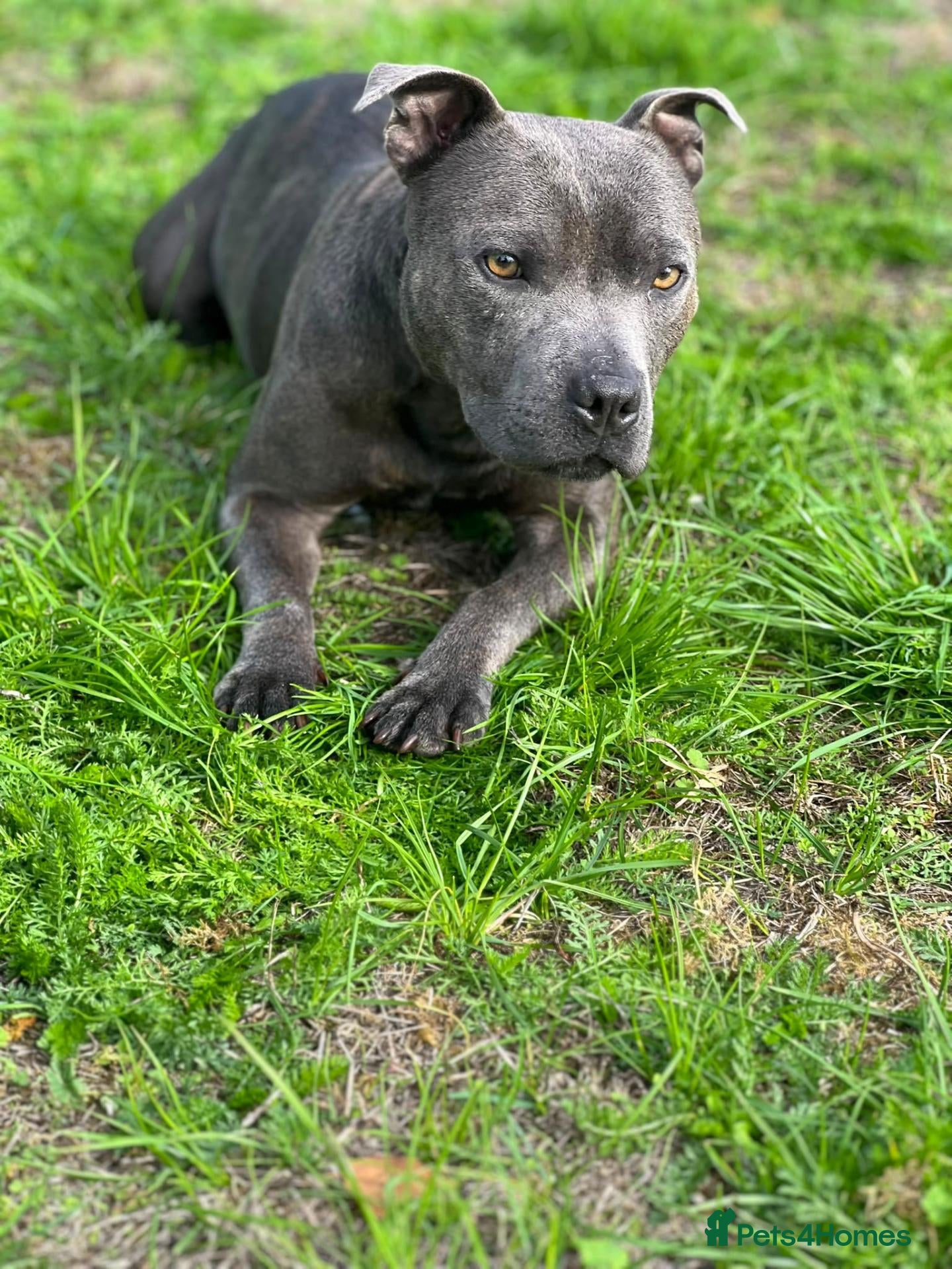 Staffordshire Bull Terrier dogs 3 BLUE KC REG STAFFORDSHIRE BULL TERRIER MALES  - Advert 14